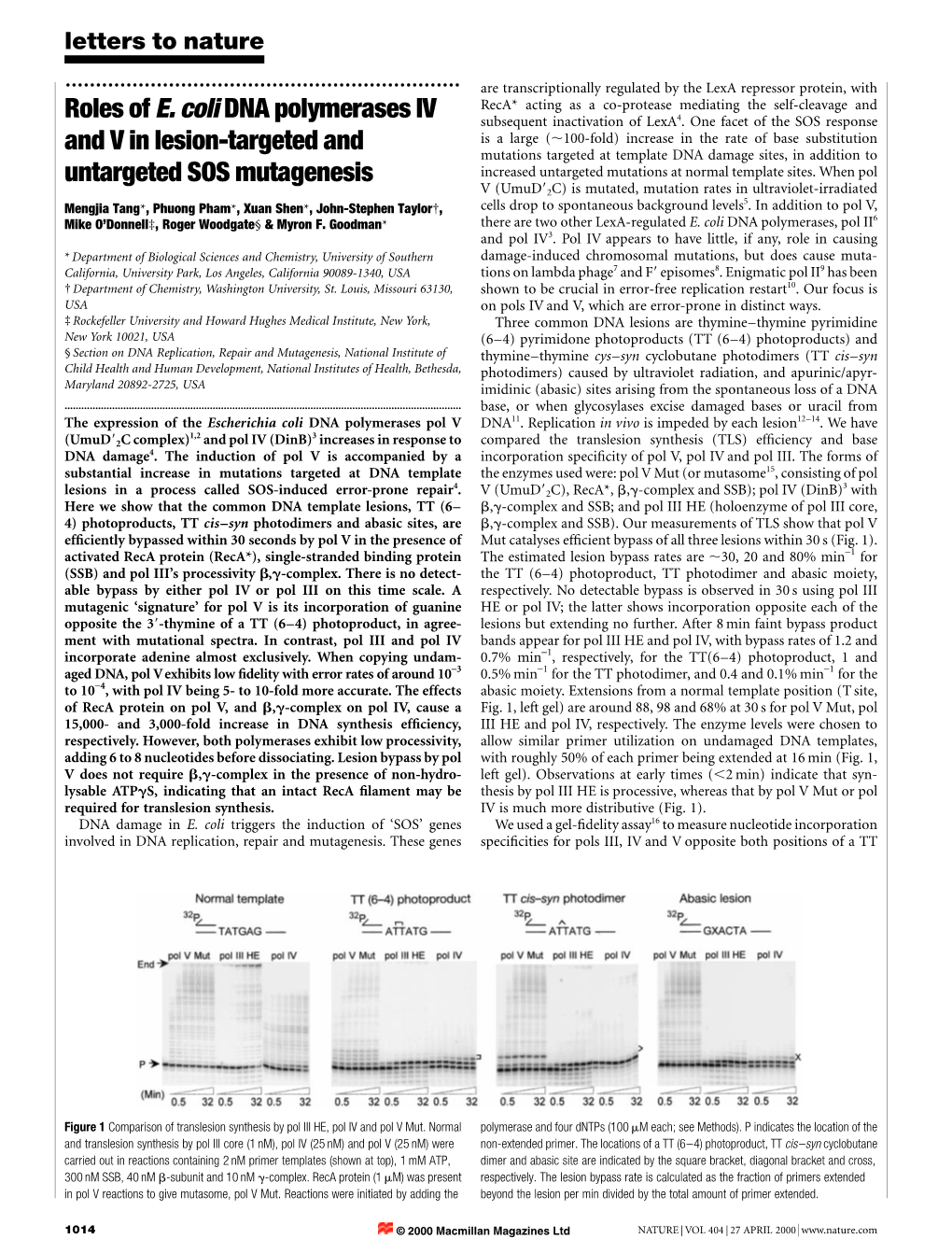 Roles of E. Coli DNA Polymerases IV and V in Lesion-Targeted And