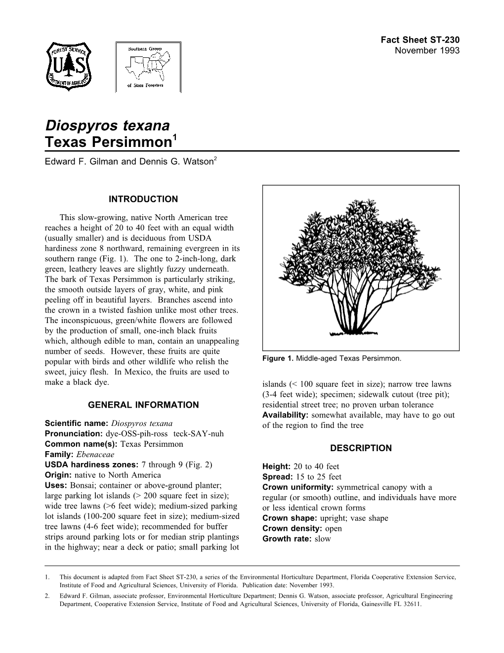 Diospyros Texana Texas Persimmon1 Edward F