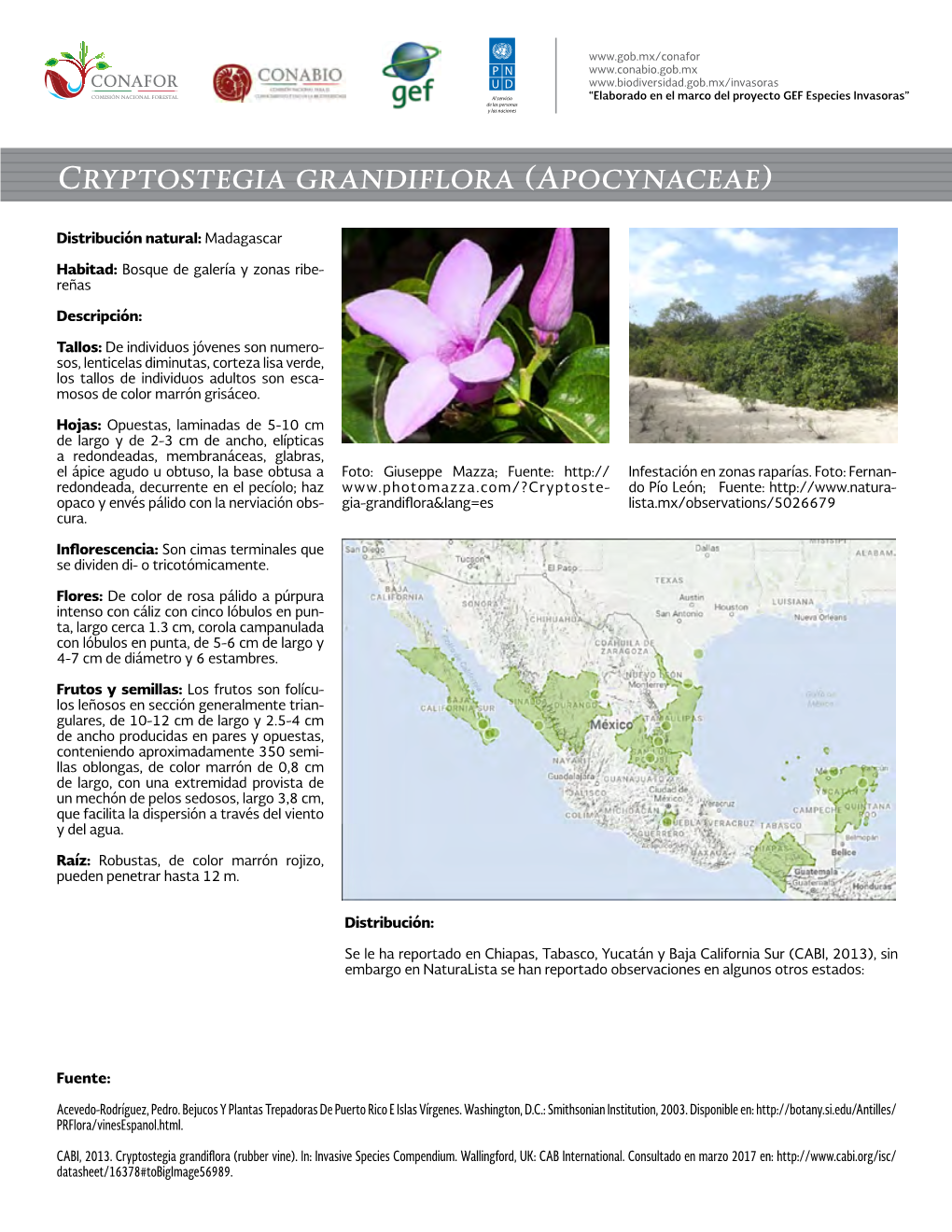 Cryptostegia Grandiflora (Apocynaceae)