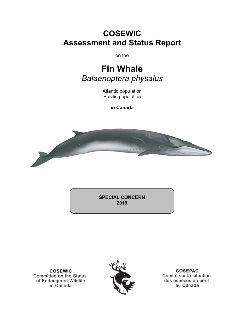 Fin Whale Balaenoptera Physalus