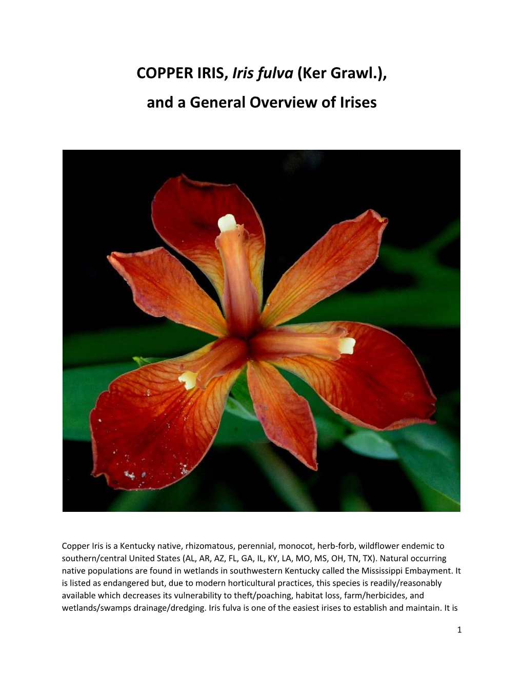 COPPER IRIS, Iris Fulva (Ker Grawl.), and a General Overview of Irises