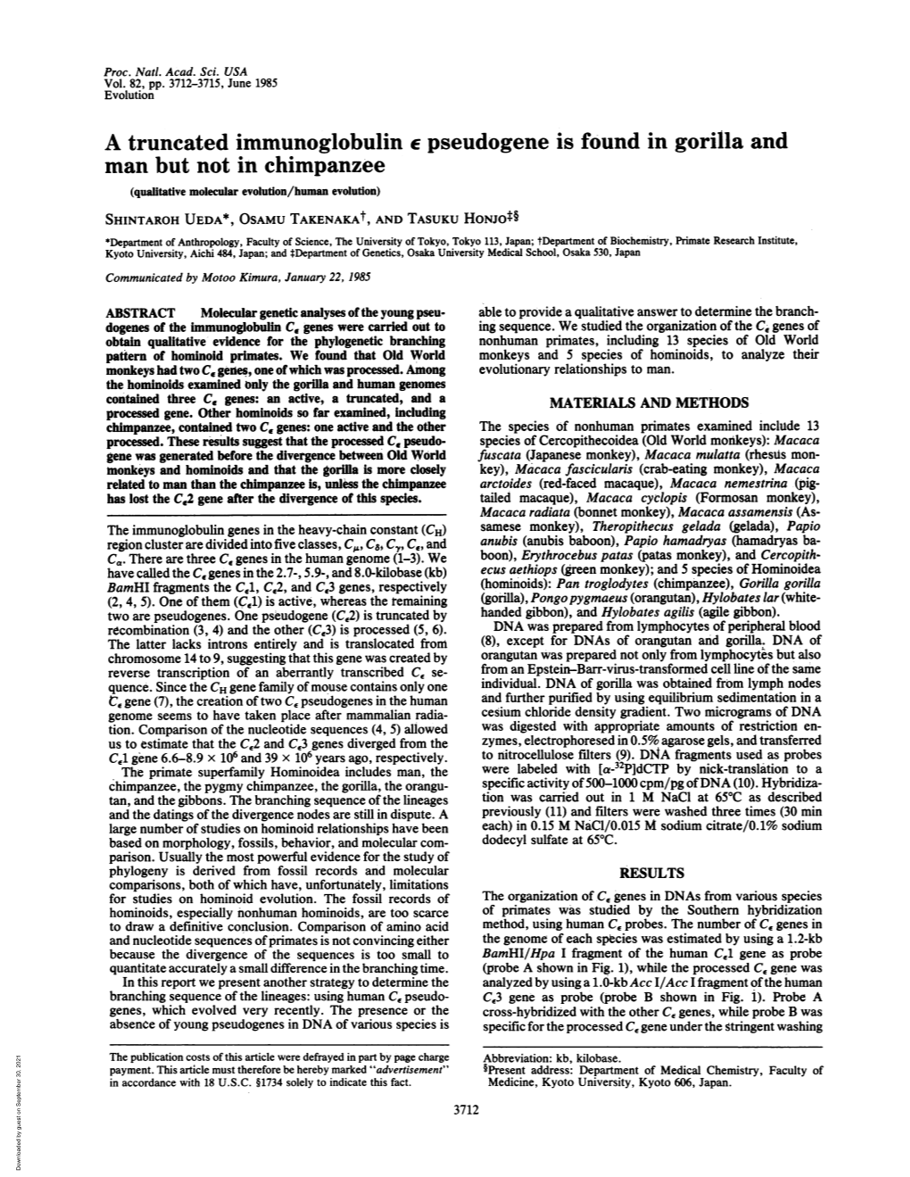 A Truncated Immunoglobulin E Pseudogene Is Found in Gorilla and Man but Not in Chimpanzee