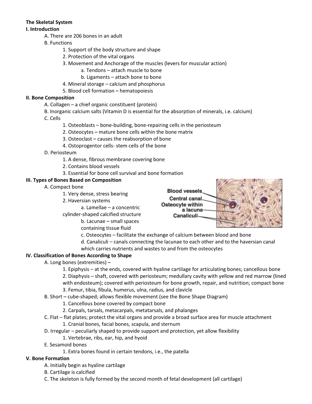 The Skeletal System s1