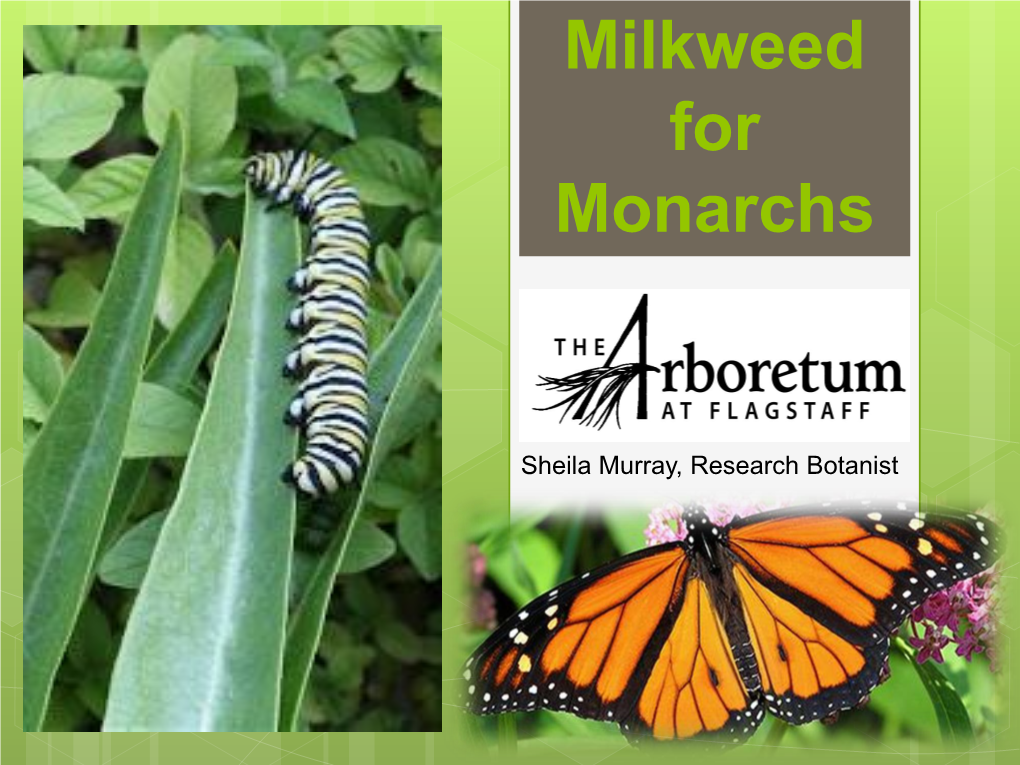 Milkweed for Monarchs