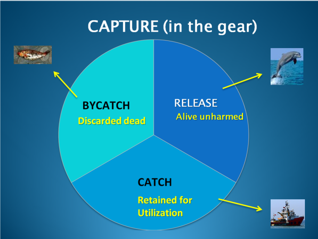 Bycatch Issues