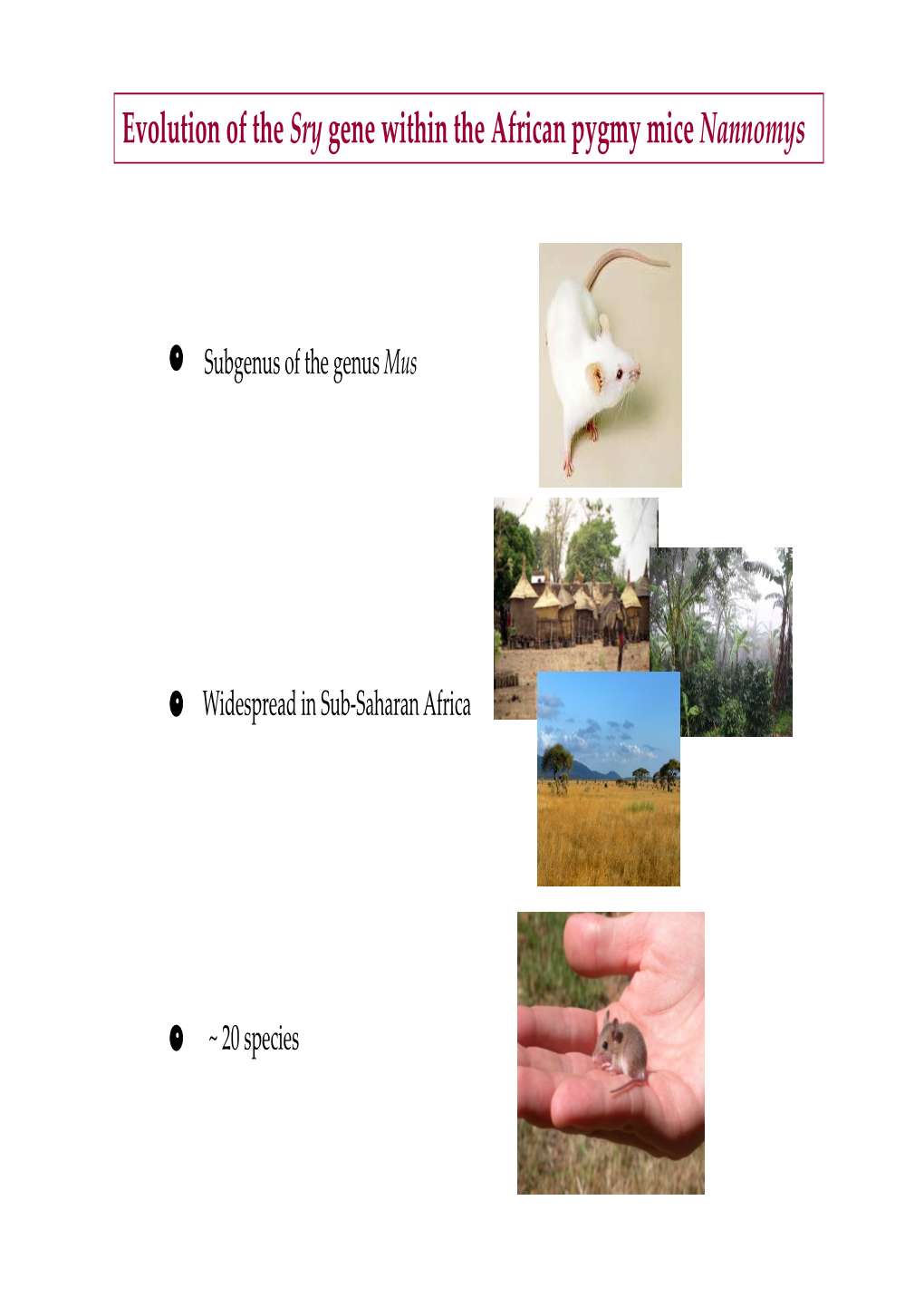 Evolution of the Sry Gene Within the African Pygmy Mice Nannomys