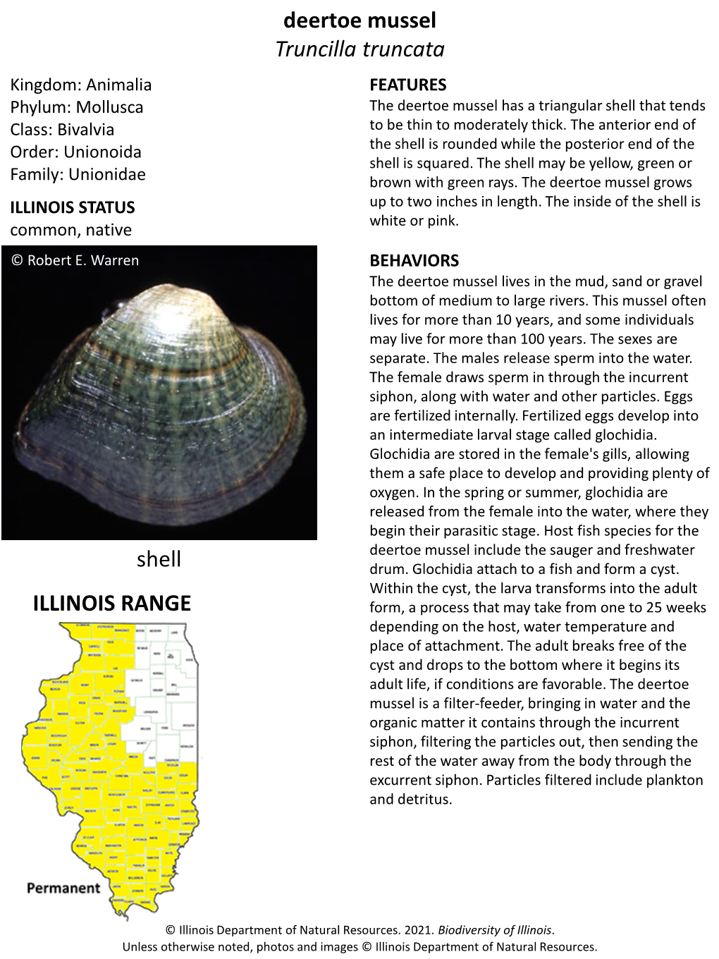 Deertoe Mussel Truncilla Truncata ILLINOIS RANGE Shell