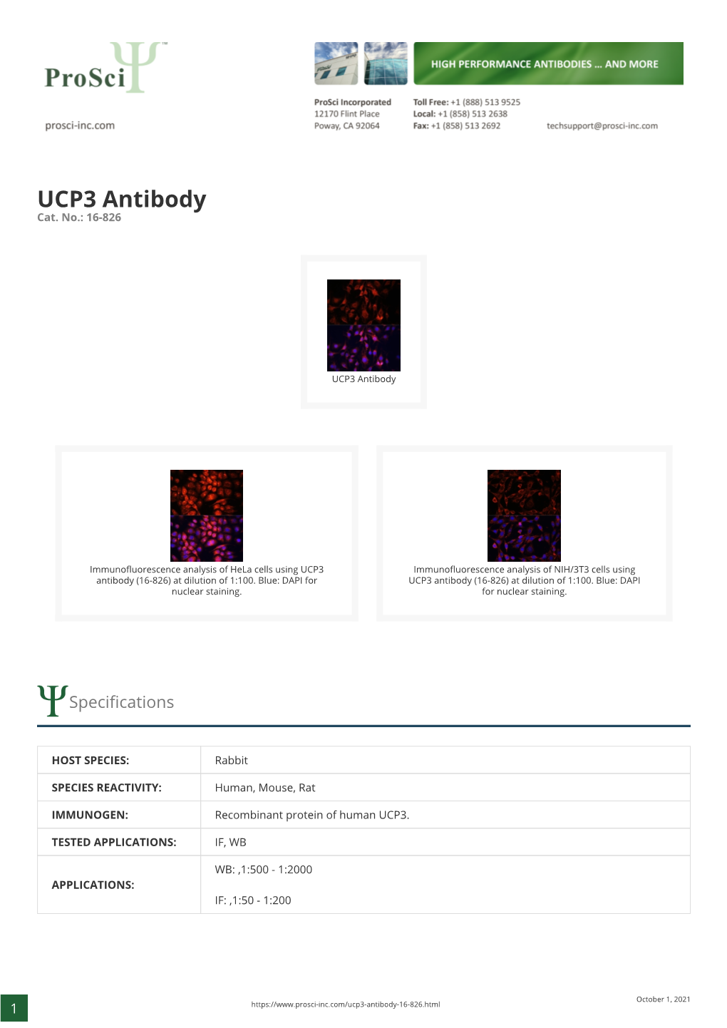 UCP3 Antibody Cat