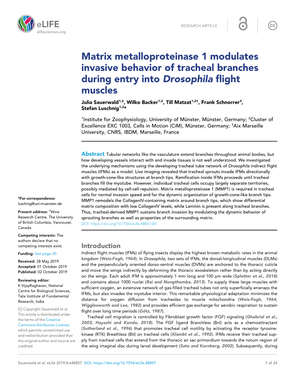 Matrix Metalloproteinase 1 Modulates Invasive Behavior of Tracheal