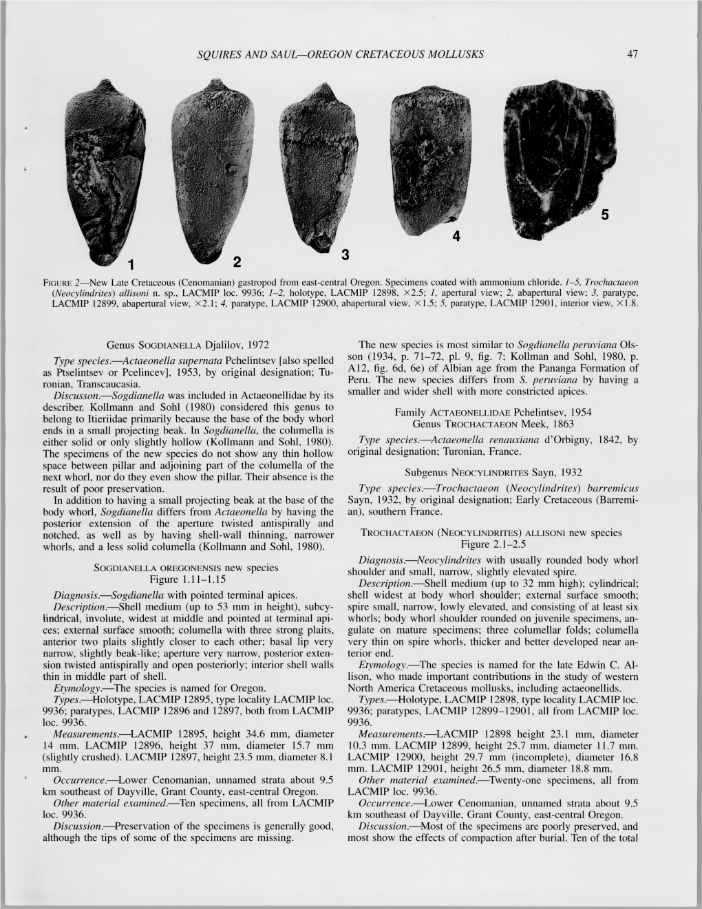 SQUIRES and SAUL—OREGON CRETACEOUS MOLLUSKS 47 FIGURE 2—New Late Cretaceous (Cenomanian) Gastropod from East-Central Oregon