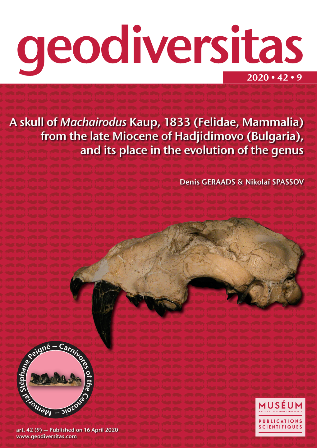 A Skull of Machairodus Kaup, 1833 (Felidae, Mammalia) from the Late Miocene of Hadjidimovo (Bulgaria), and Its Place in the Evolution of the Genus