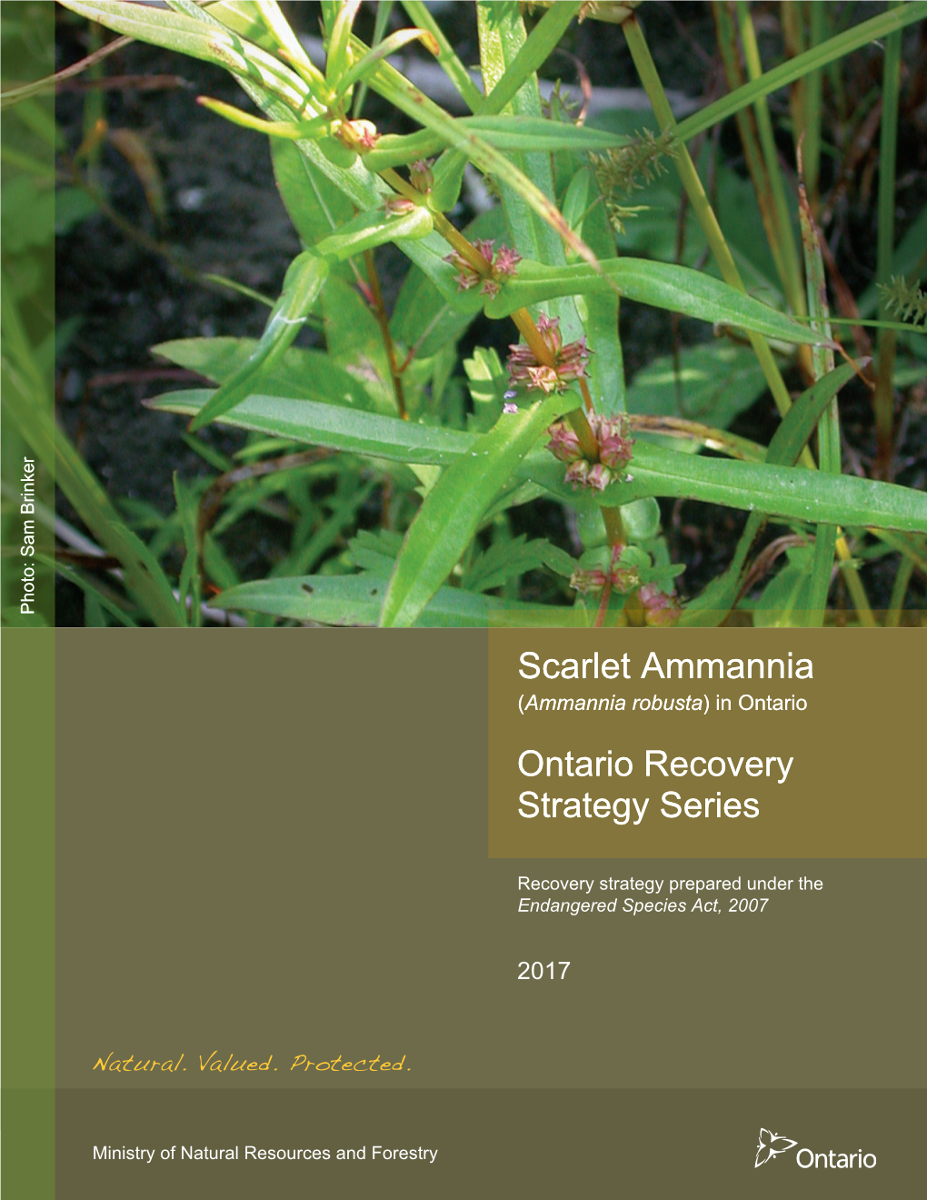 Ammannia Robusta)Inontario Scarlet Ammannia About the Ontario Recovery Strategy Series