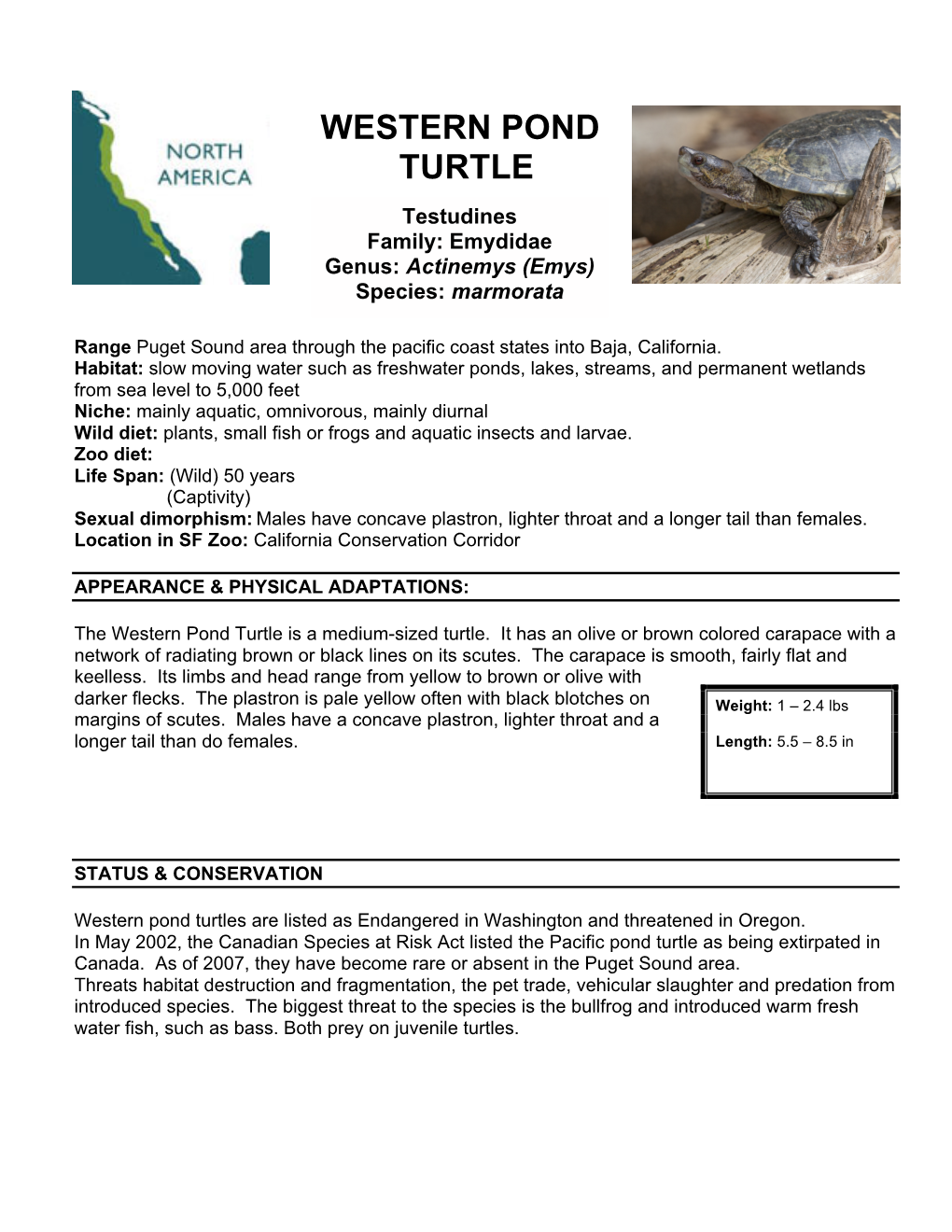 Western Pond Turtle