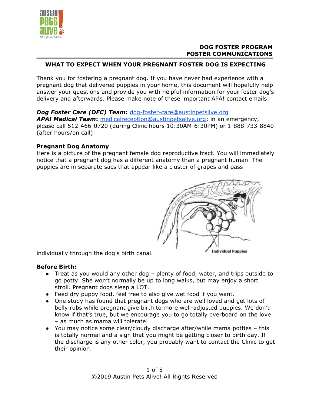 Dog Foster Program Foster Communications What to Expect When Your Pregnant Foster Dog Is Expecting