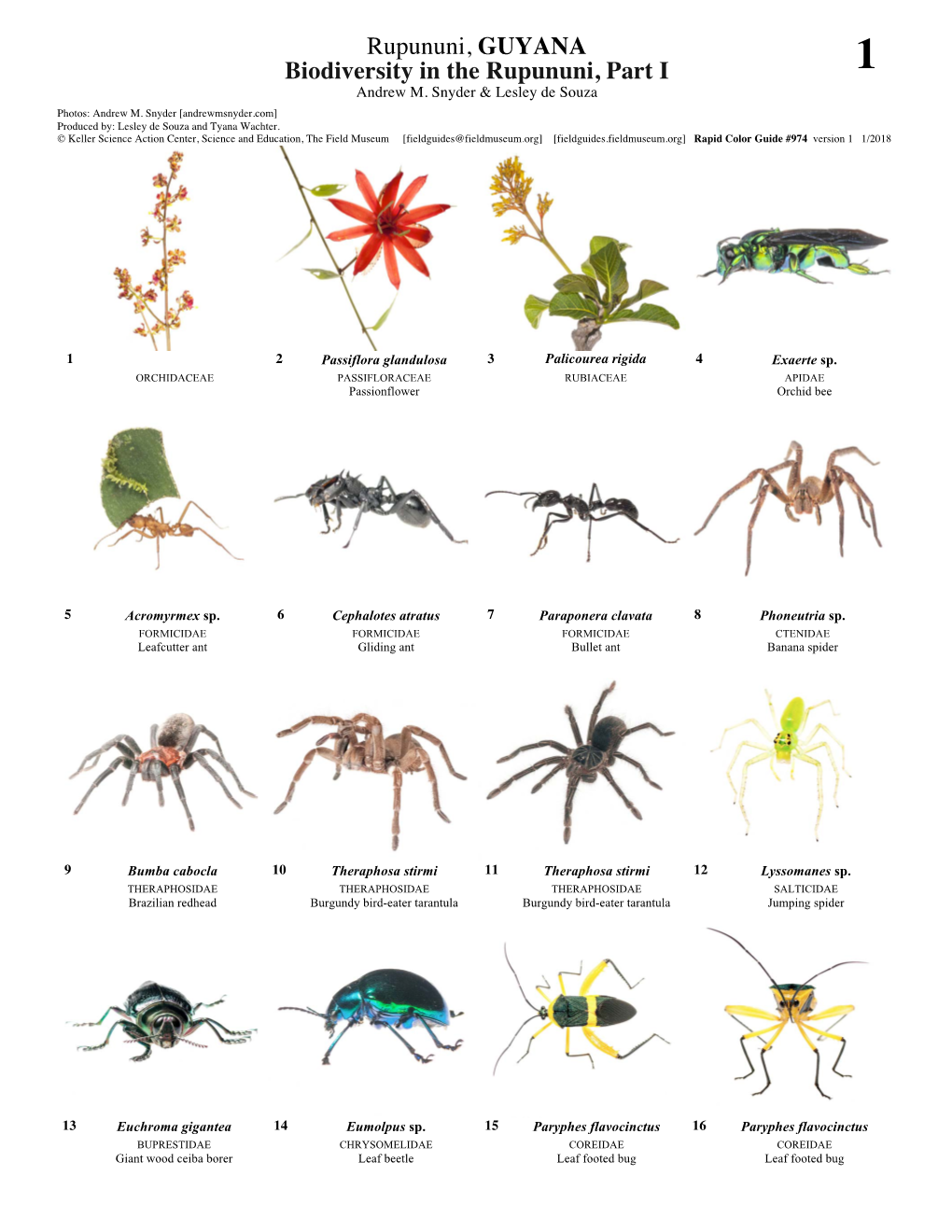 Rupununi, GUYANA Biodiversity in the Rupununi, Part I 1 Andrew M