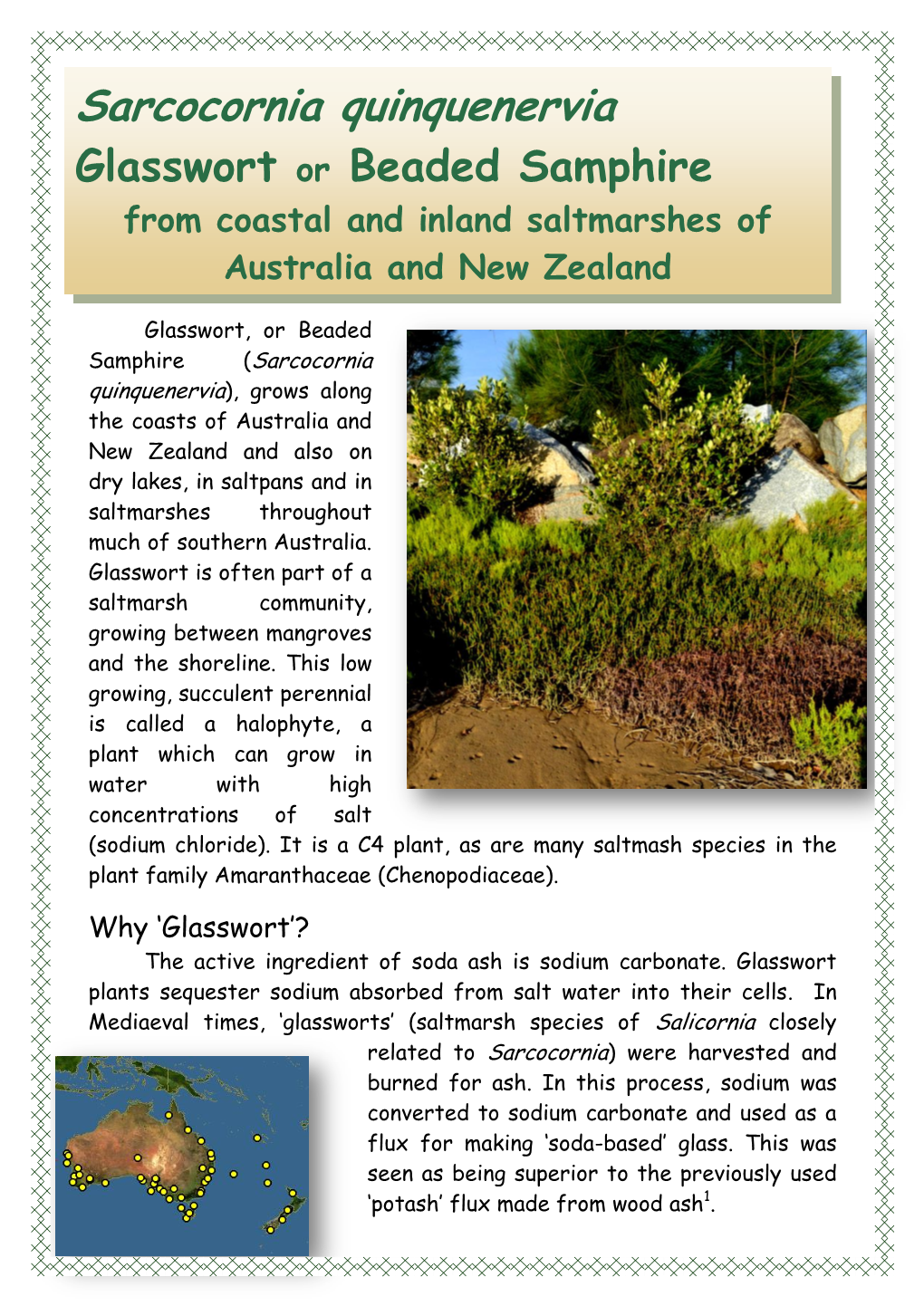 Sarcocornia Quinquenervia Glasswort Or Beaded Samphire from Coastal and Inland Saltmarshes of Australia and New Zealand