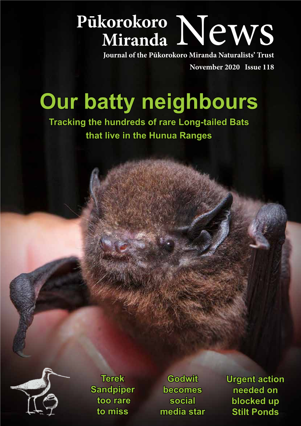 Our Batty Neighbours Tracking the Hundreds of Rare Long-Tailed Bats That Live in the Hunua Ranges