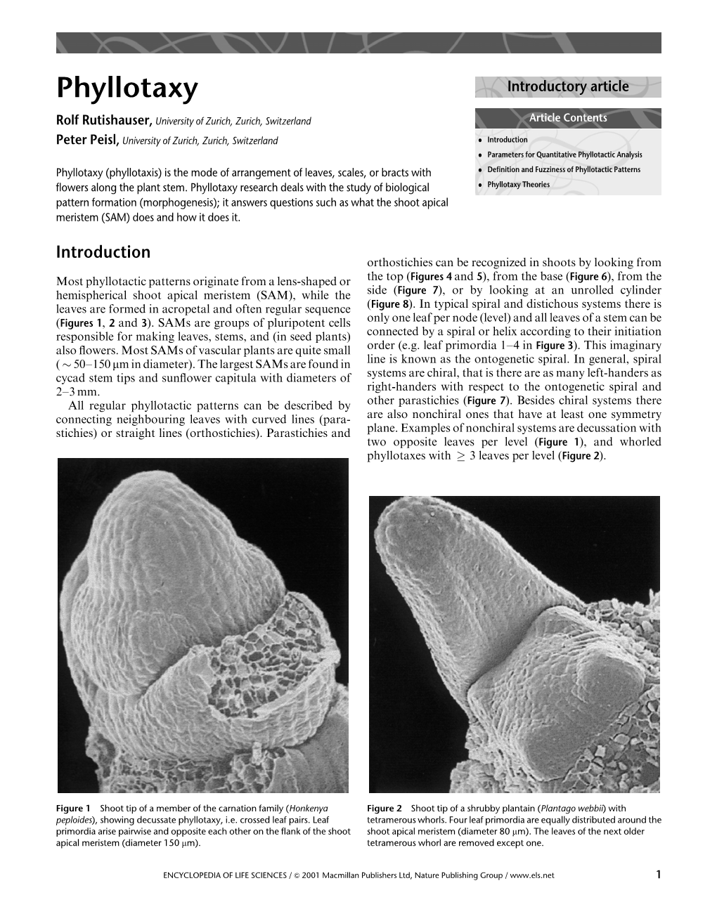 Phyllotaxy Introductory Article
