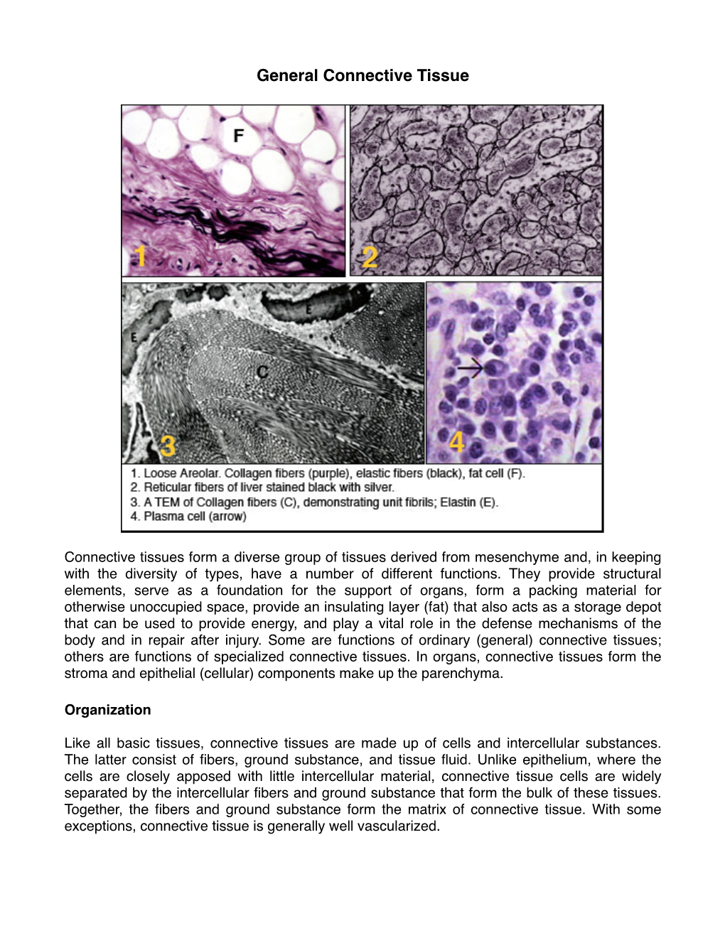 6 General Connective Tissue