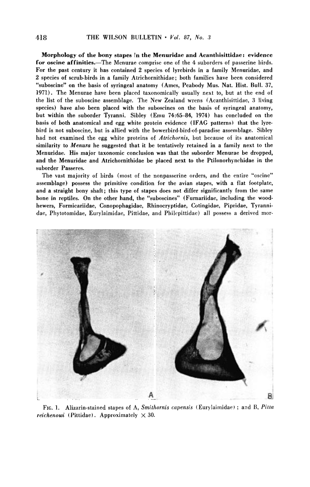 Morphology of the Bony Stapes in the Menuridae and Acanthisittidae: Evidence for Oscine Affinities.-The Menurae Comprise One of the 4 Suborders of Passerine Birds