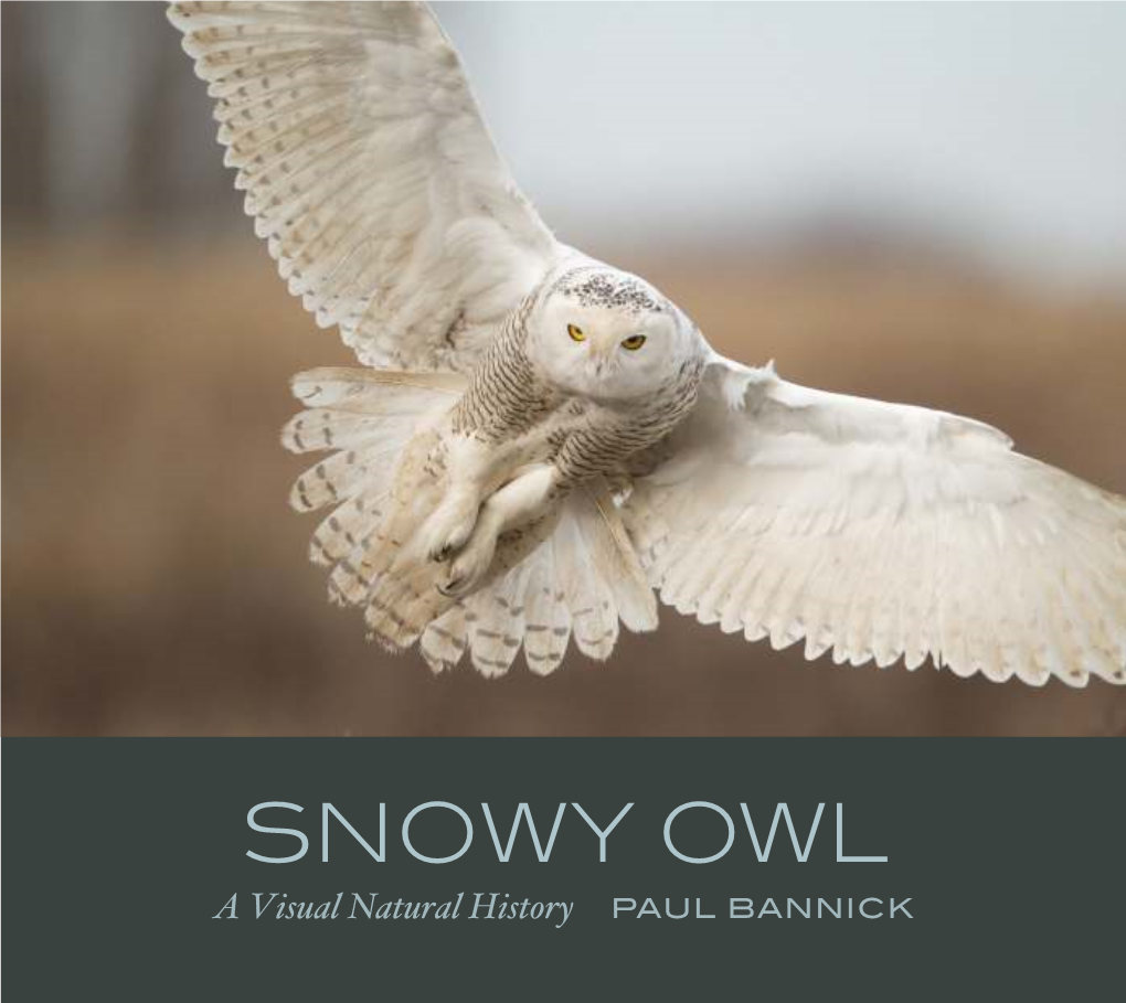 SNOWY OWL a Visual Natural History PAUL BANNICK PHYSICAL FEATURES