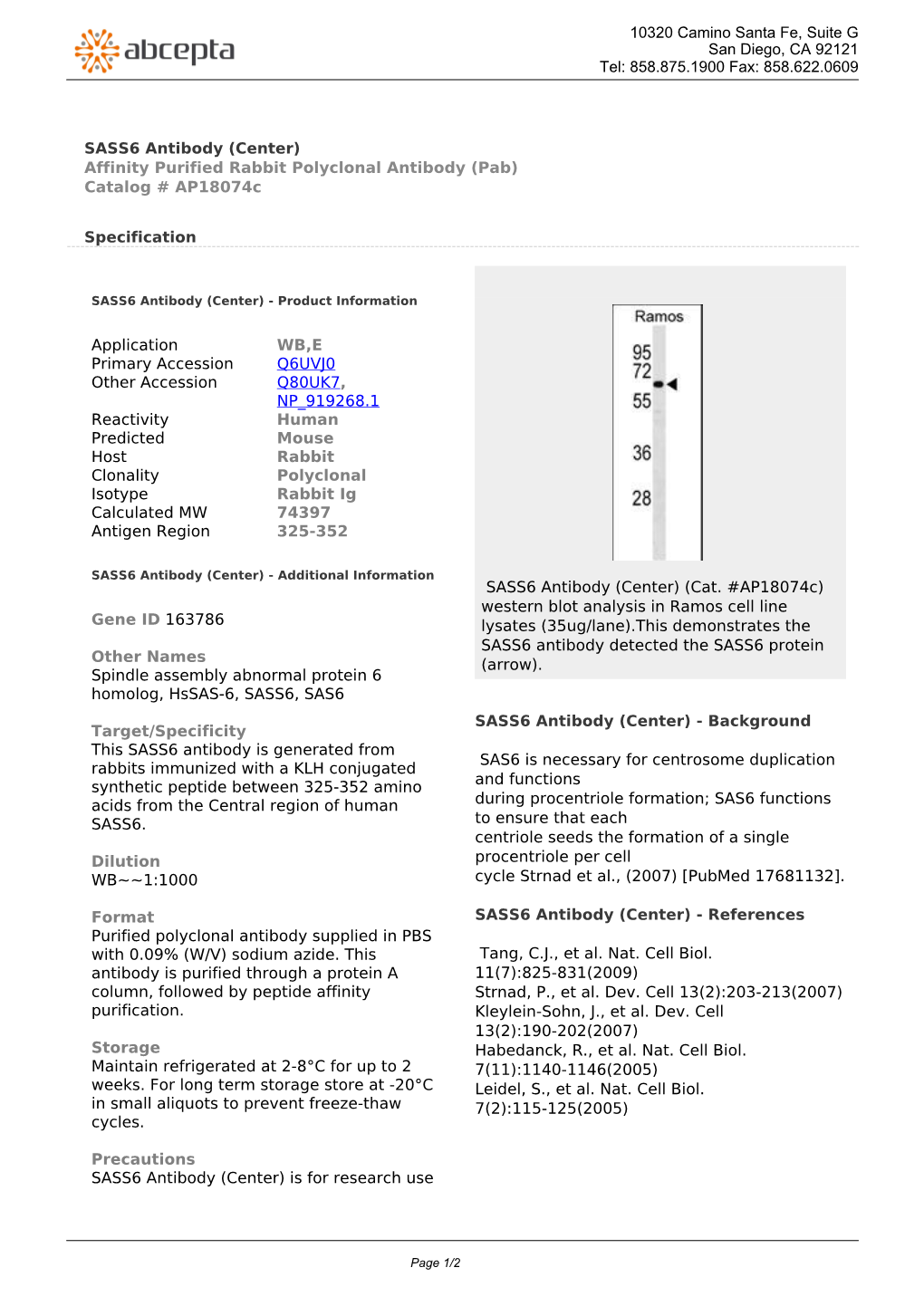 SASS6 Antibody (Center) Affinity Purified Rabbit Polyclonal Antibody (Pab) Catalog # Ap18074c