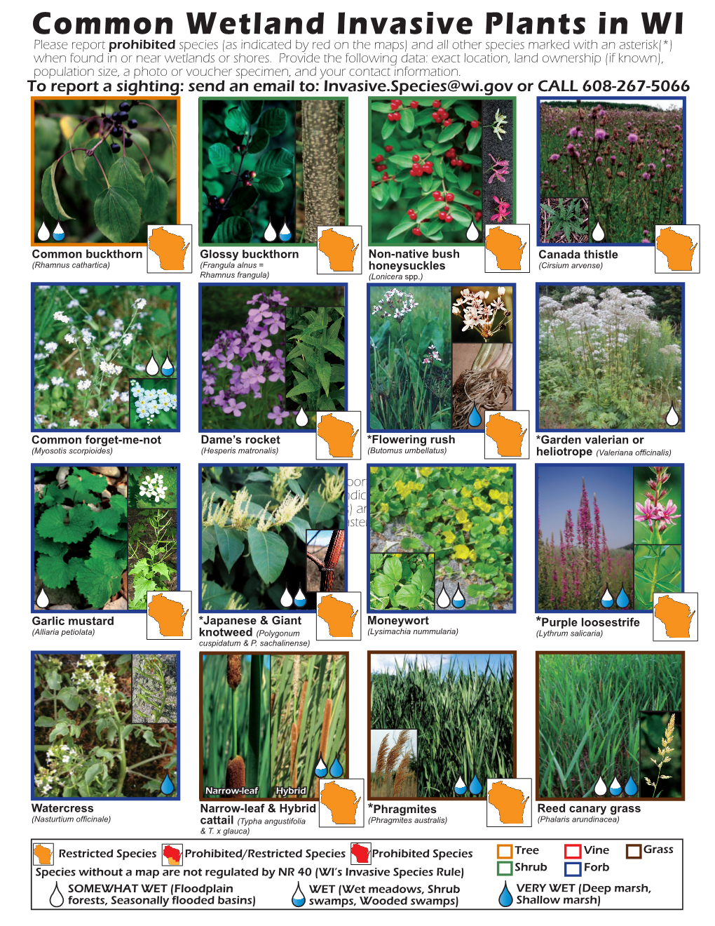 Common Wetland Invasive Plants in WI