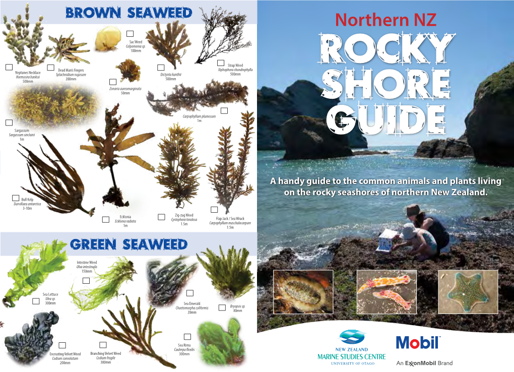 Northern NZ Rocky Shore Guide