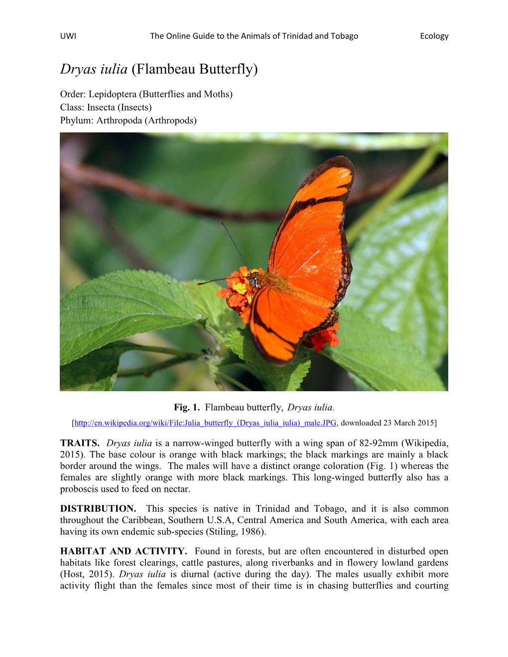 Dryas Iulia (Flambeau Butterfly)