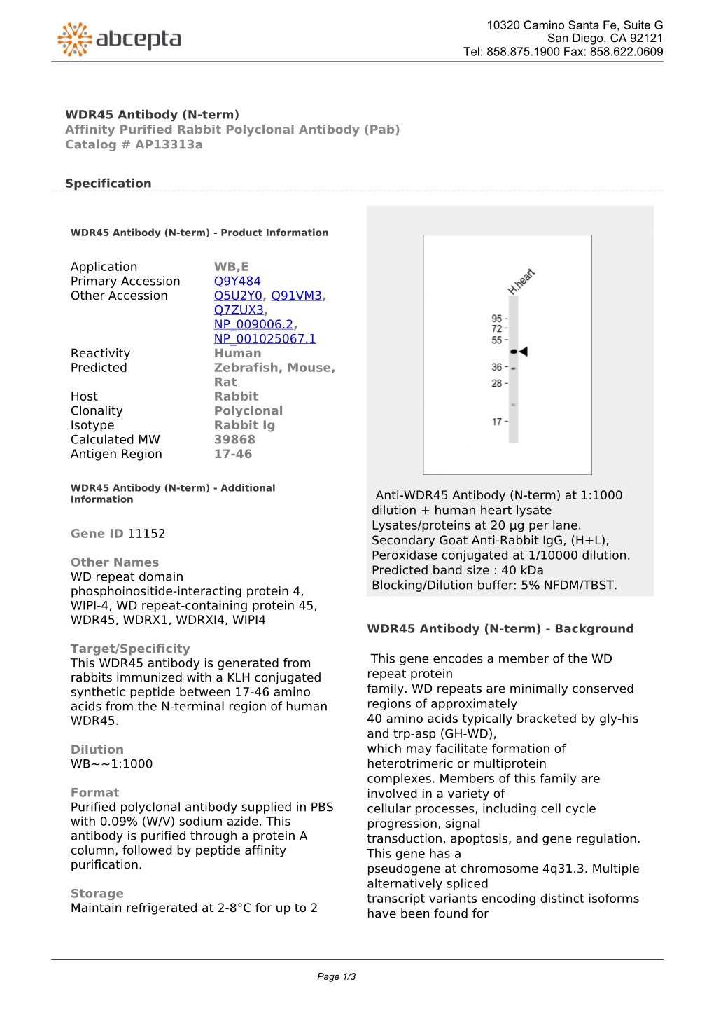 WDR45 Antibody (N-Term) Affinity Purified Rabbit Polyclonal Antibody (Pab) Catalog # Ap13313a