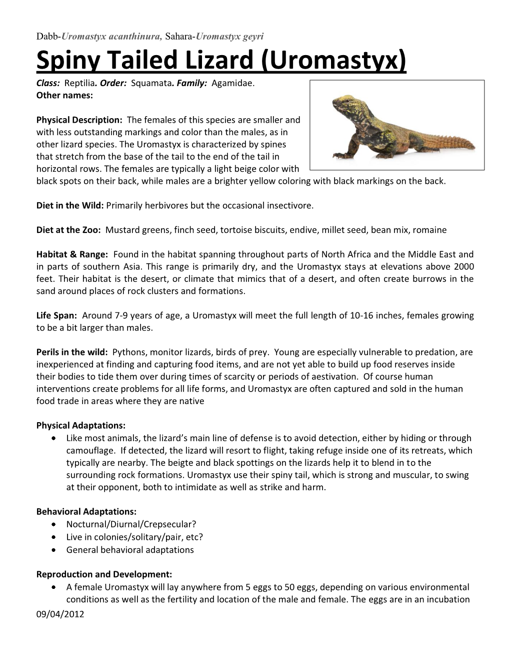 Spiny Tailed Lizard (Uromastyx) Class: Reptilia
