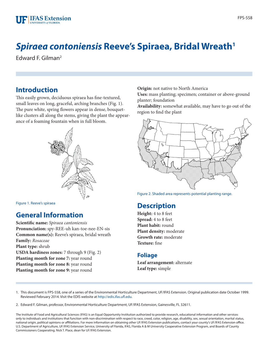 Spiraea Contoniensis Reeve's Spiraea, Bridal Wreath1