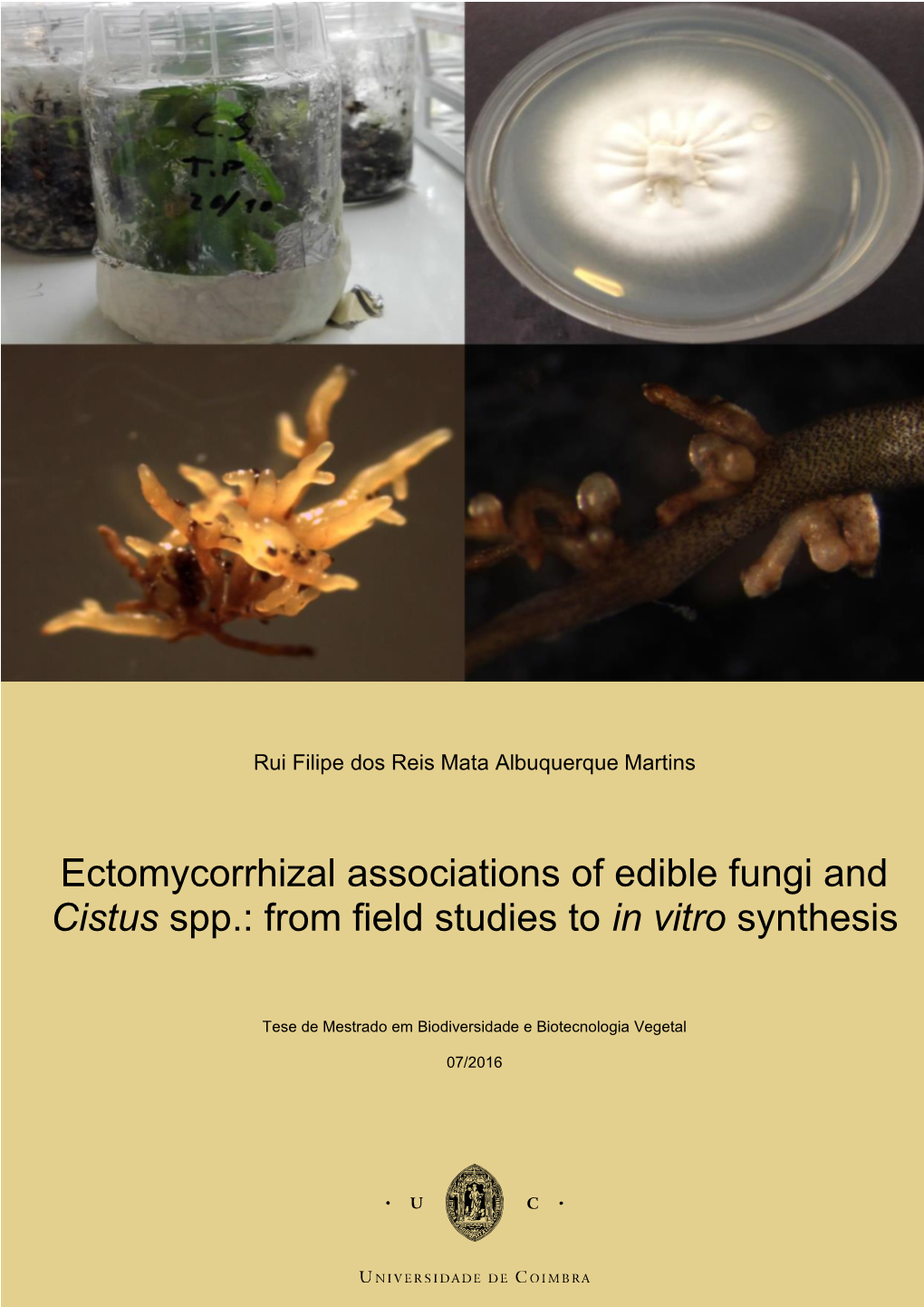 Ectomycorrhizal Associations of Edible Fungi and Cistus Spp.: from Field Studies to in Vitro Synthesis