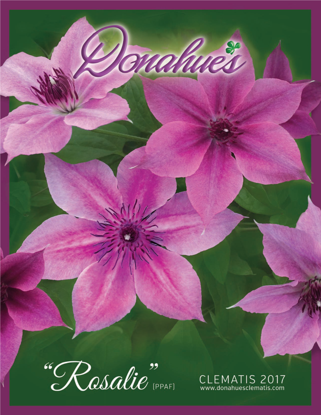 THE DONAHUE COLLECTION” “LARGE and SMALL We’Ve Put Together a Collection of Six Clematis Varieties That Are Outstanding in Pot Production and in the Garden