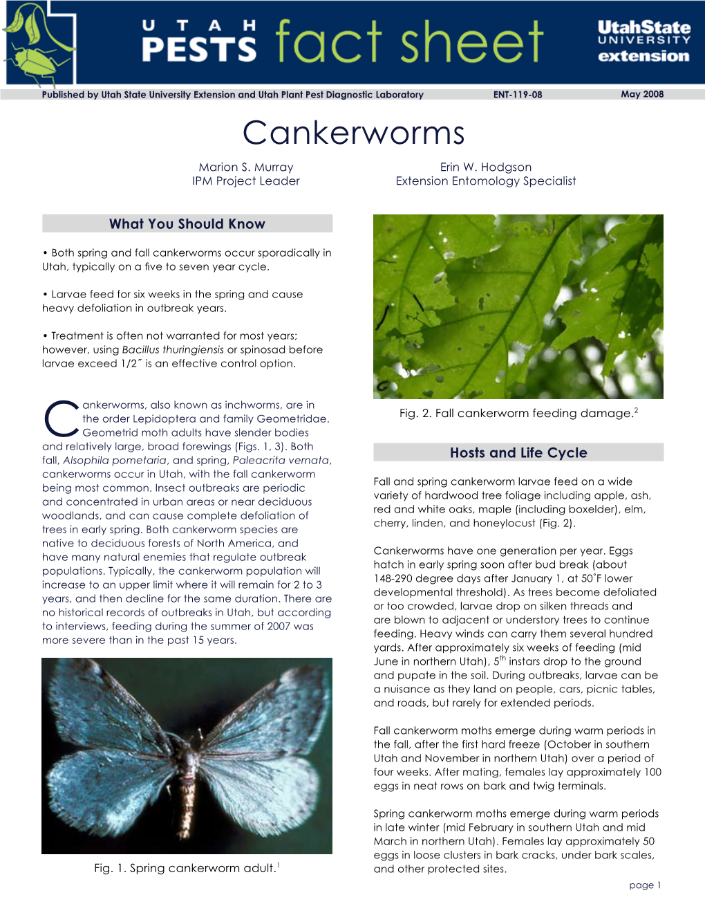 Cankerworms Marion S