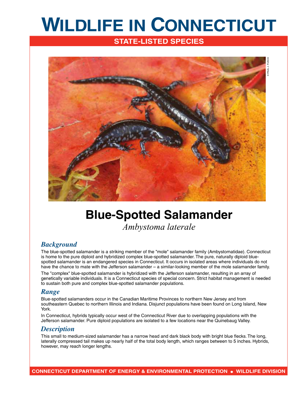 Blue-Spotted Salamander Fact Sheet