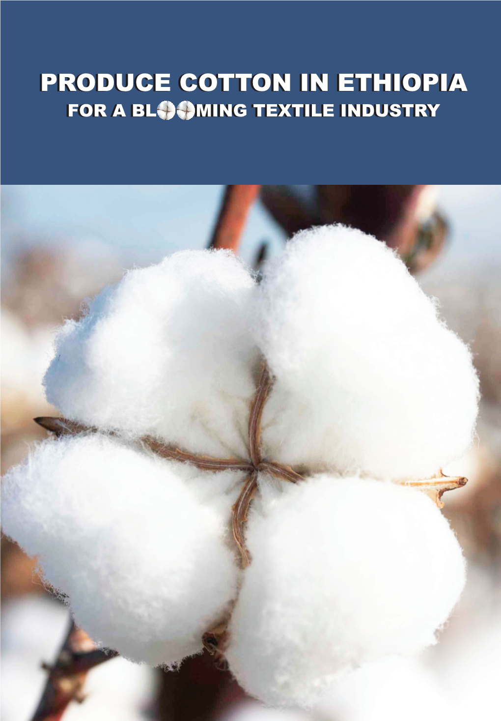Produce Cotton in Ethiopia