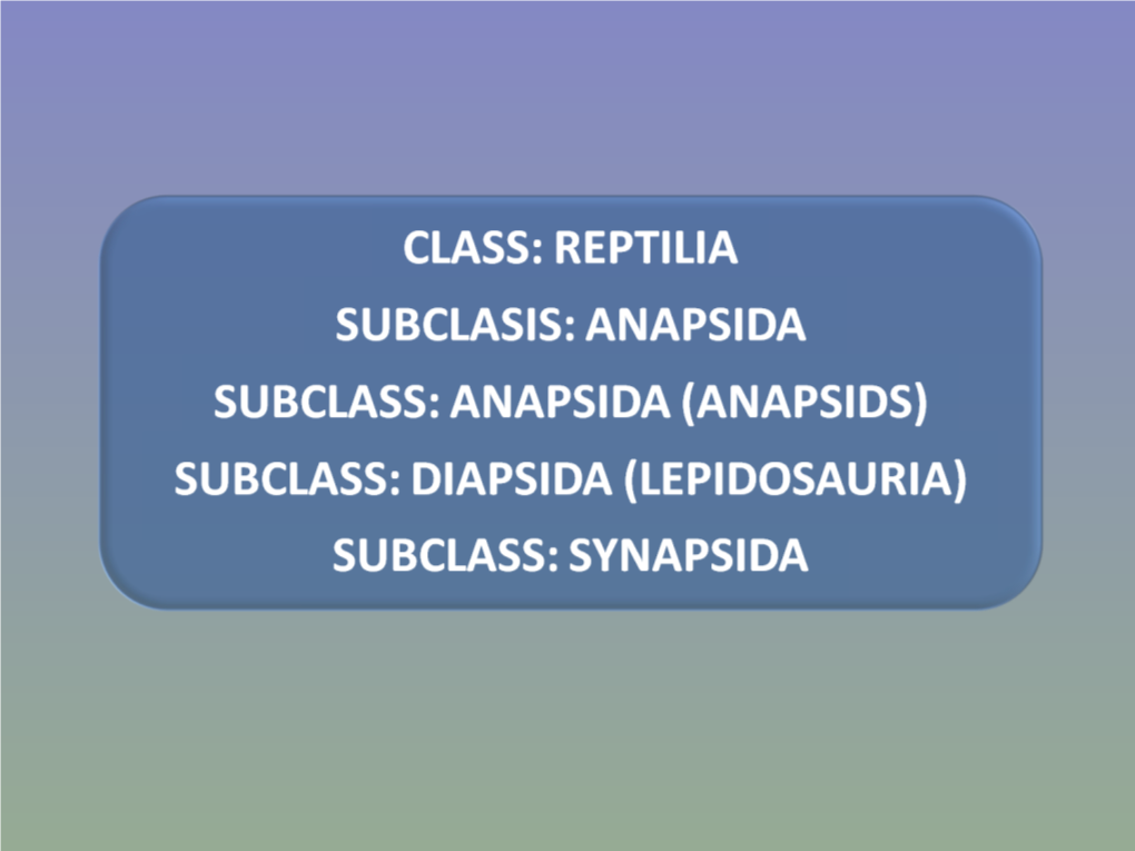 Super Class: Tetrapoda