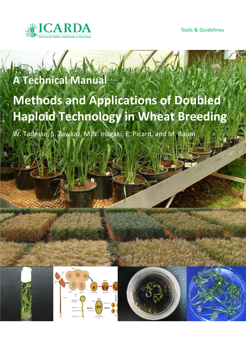 Doubled Haploid Technology for Wheat Breeding