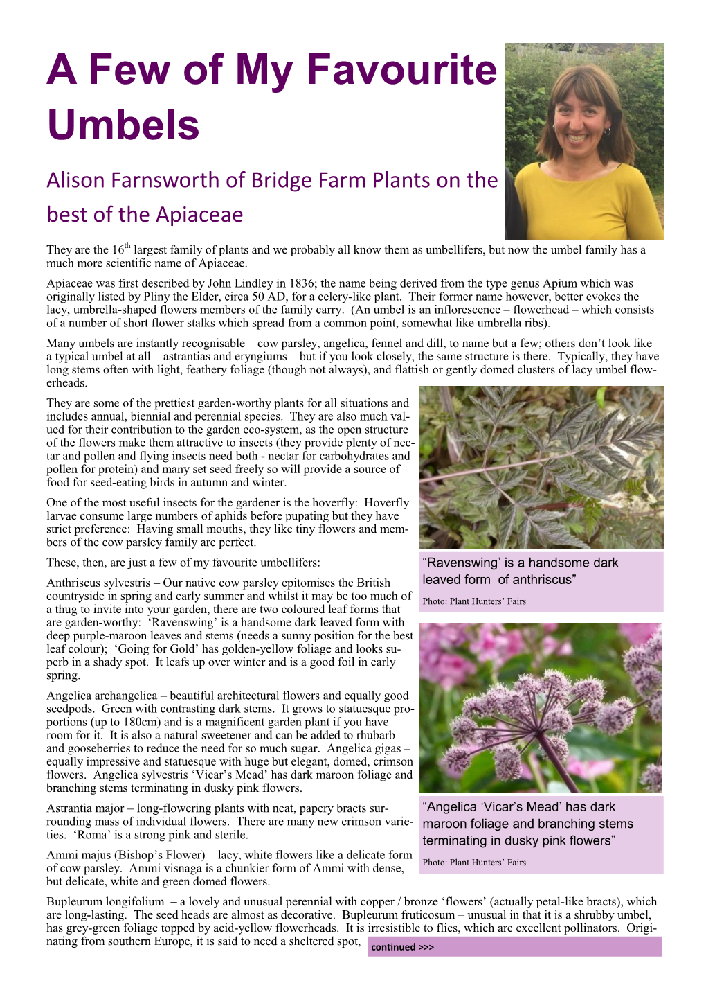 A Few of My Favourite Umbels Alison Farnsworth of Bridge Farm Plants on the Best of the Apiaceae