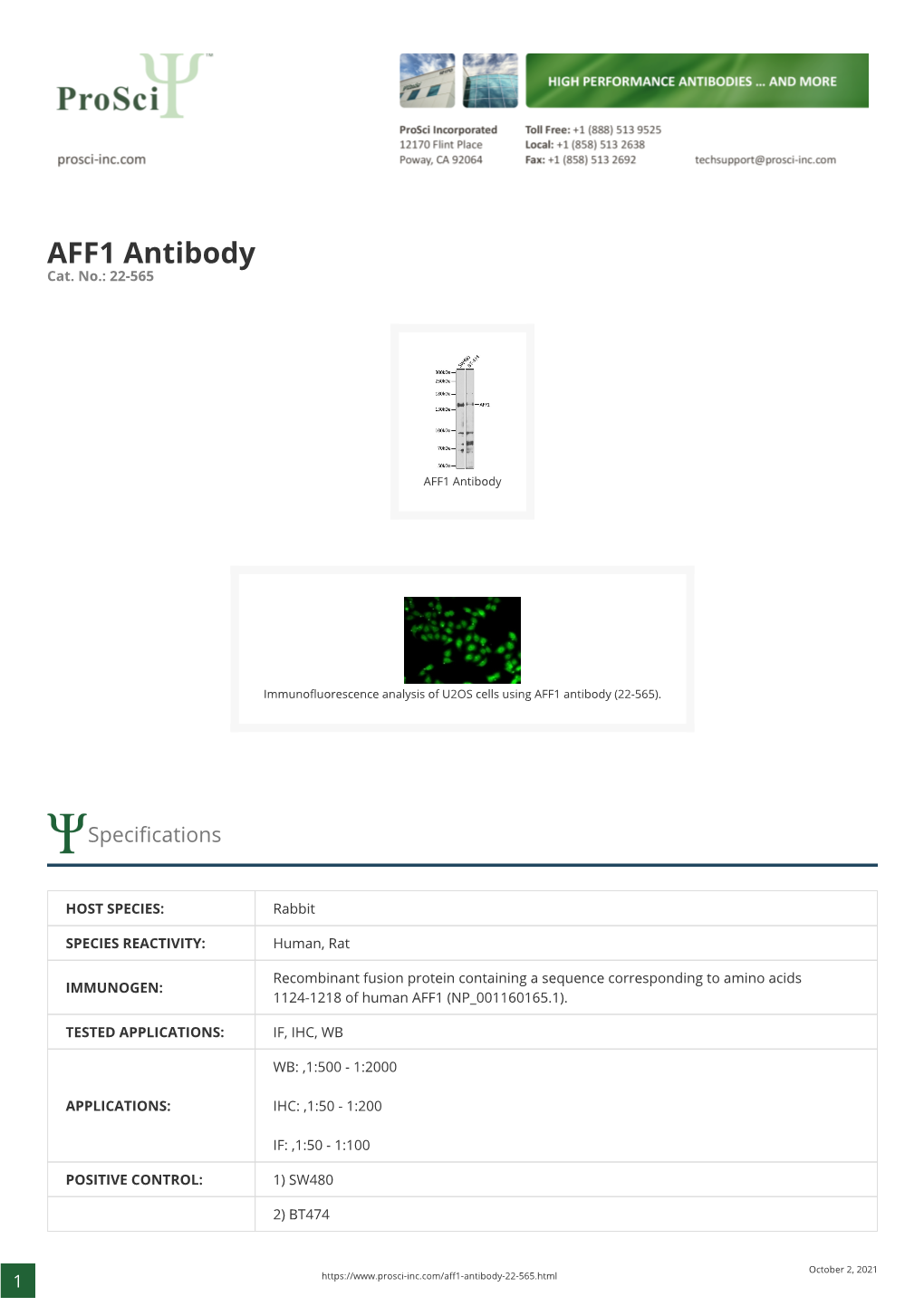 AFF1 Antibody Cat