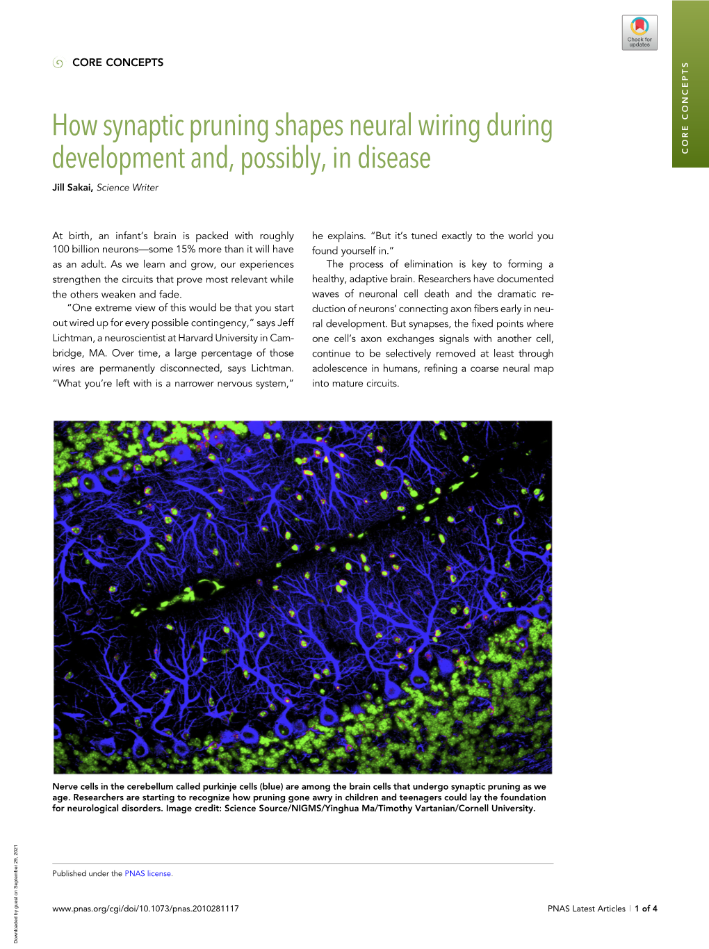 How Synaptic Pruning Shapes Neural Wiring During Development And, Possibly, in Disease CORE CONCEPTS Jill Sakai, Science Writer