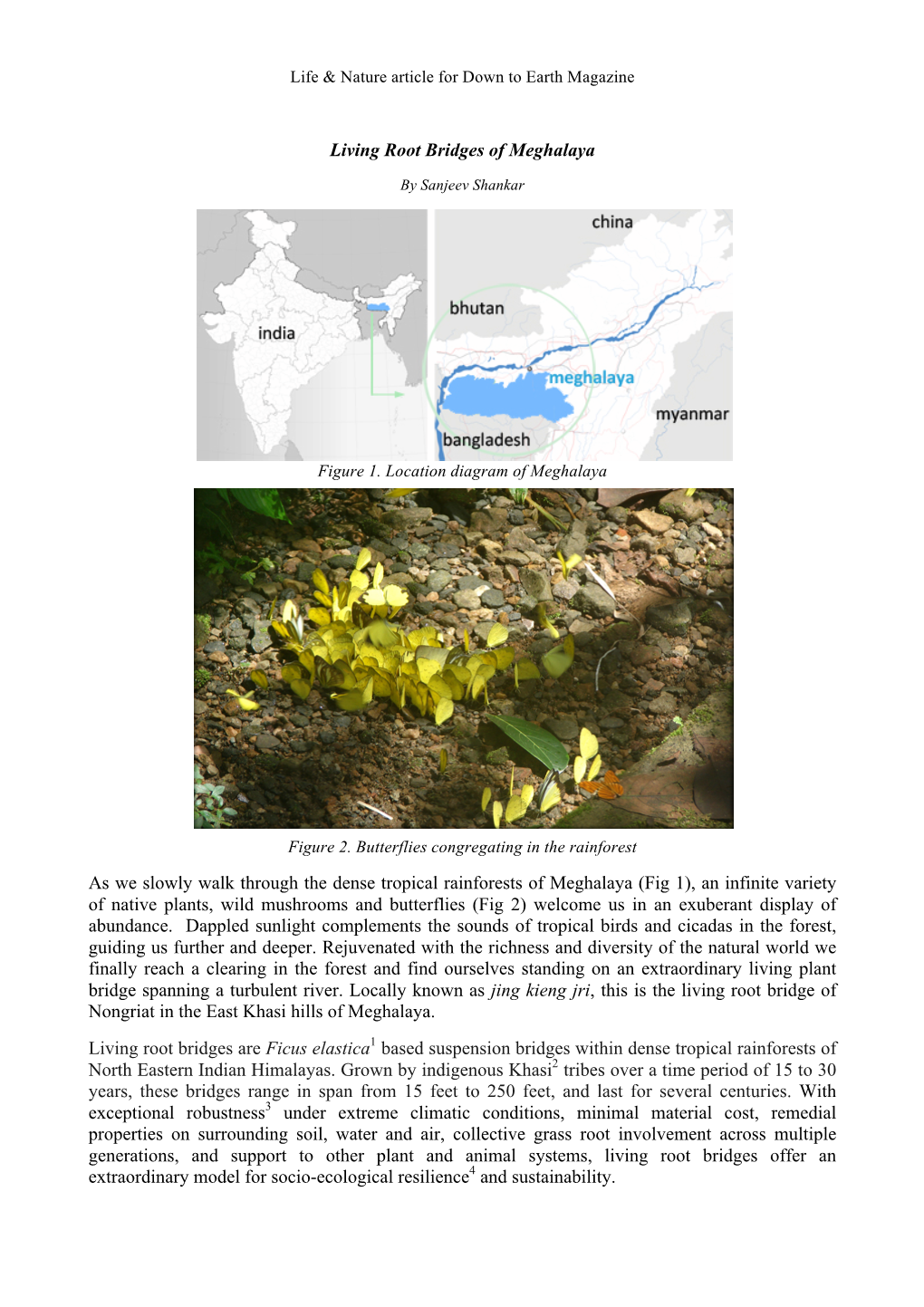 Living Root Bridges of Meghalaya