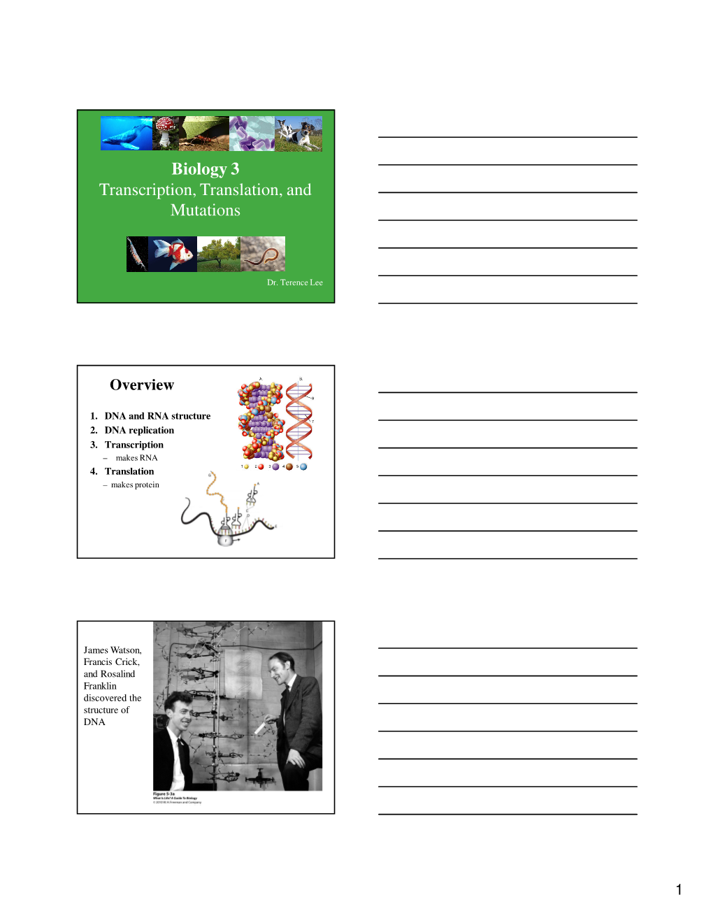 Biology 3 Transcription, Translation, and Mutations