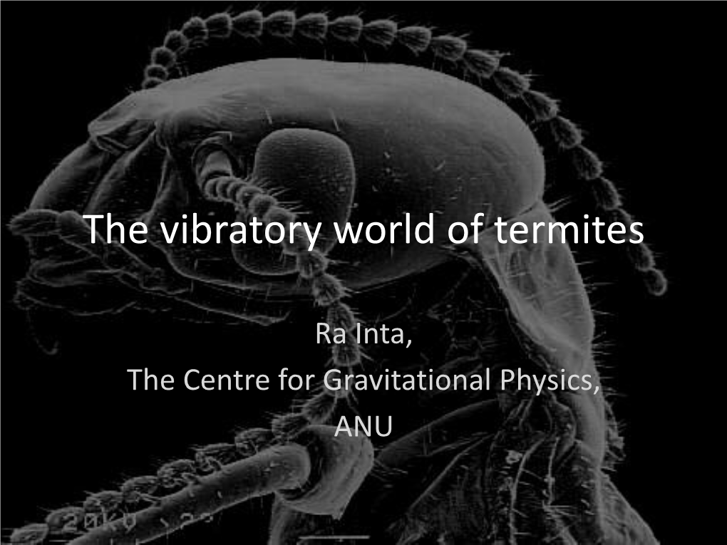 The Vibratory World of Termites School of Physics Colloquium, University Of