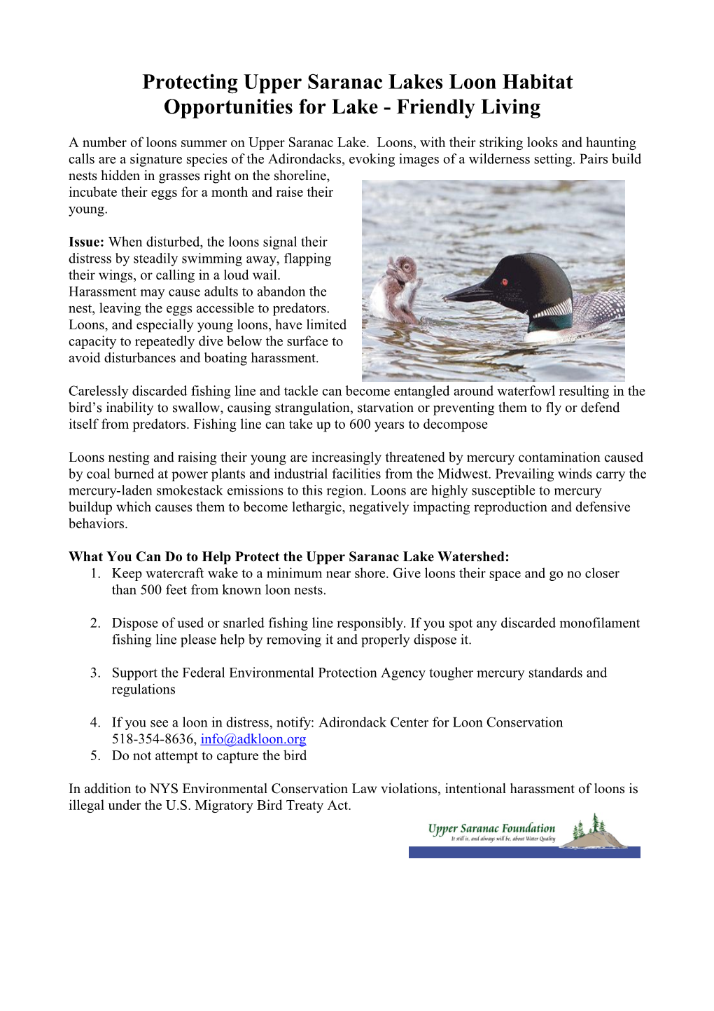 Protecting Upper Saranac Lakes Loon Habitat