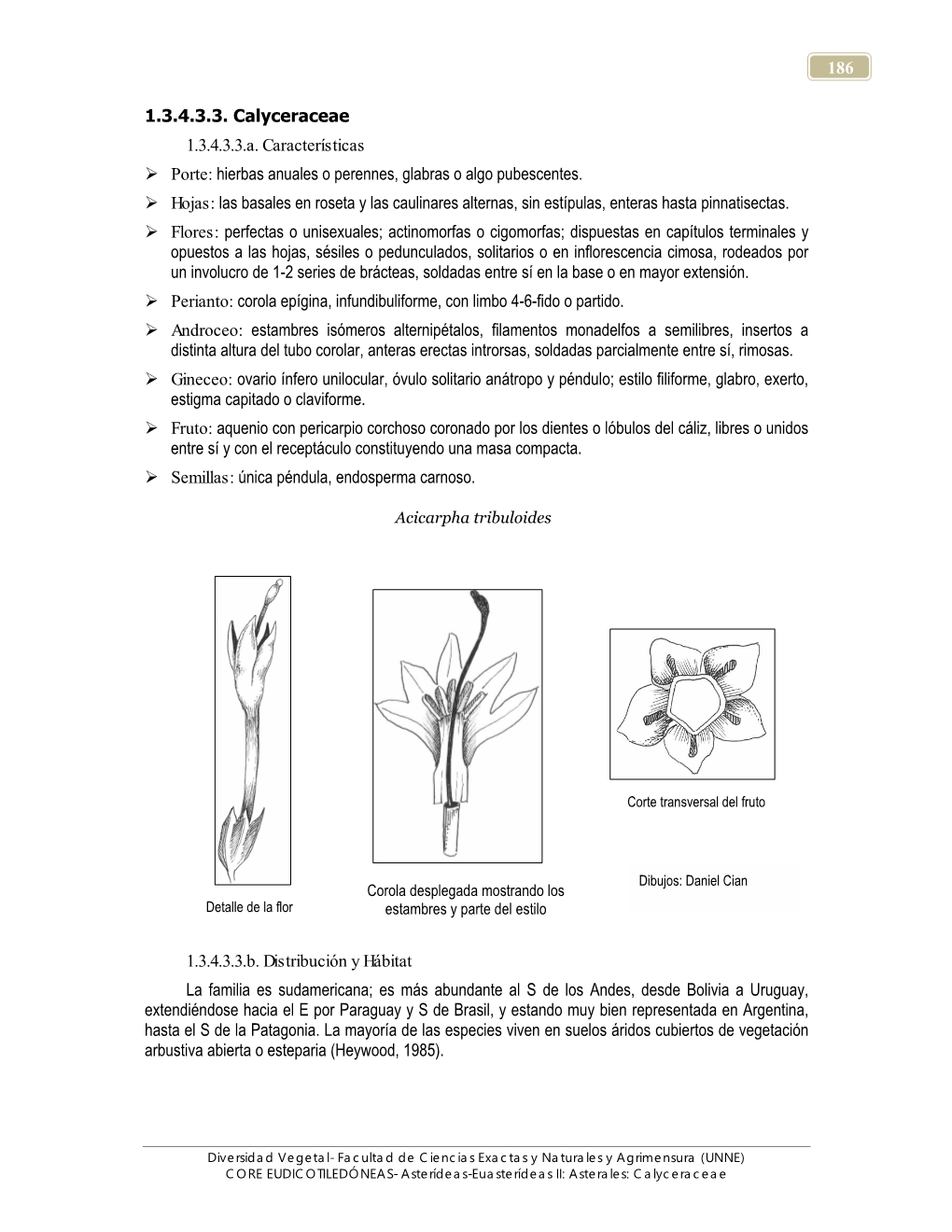 Calyceraceae 1.3.4.3.3.A