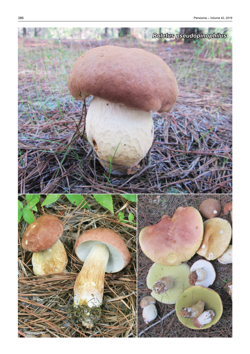 Boletus Pseudopinophilus Fungal Planet Description Sheets 387