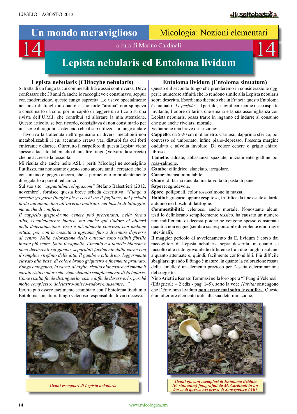 Un Mondo Meraviglioso Lepista Nebularis Ed Entoloma Lividum