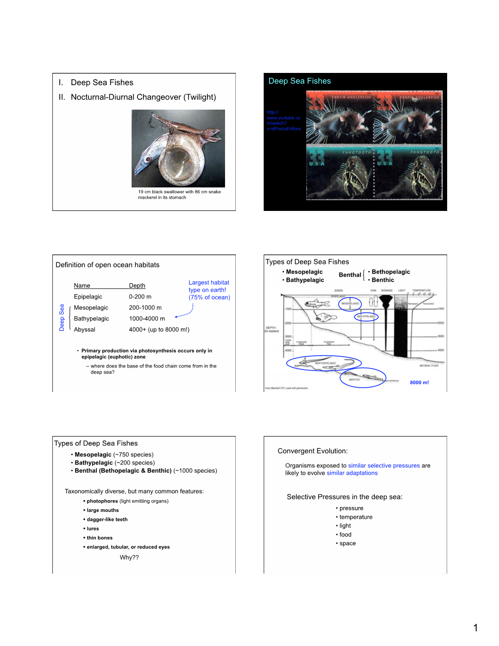 8 Deep Sea Fishes Noct-Diurn Changeover.Pptx